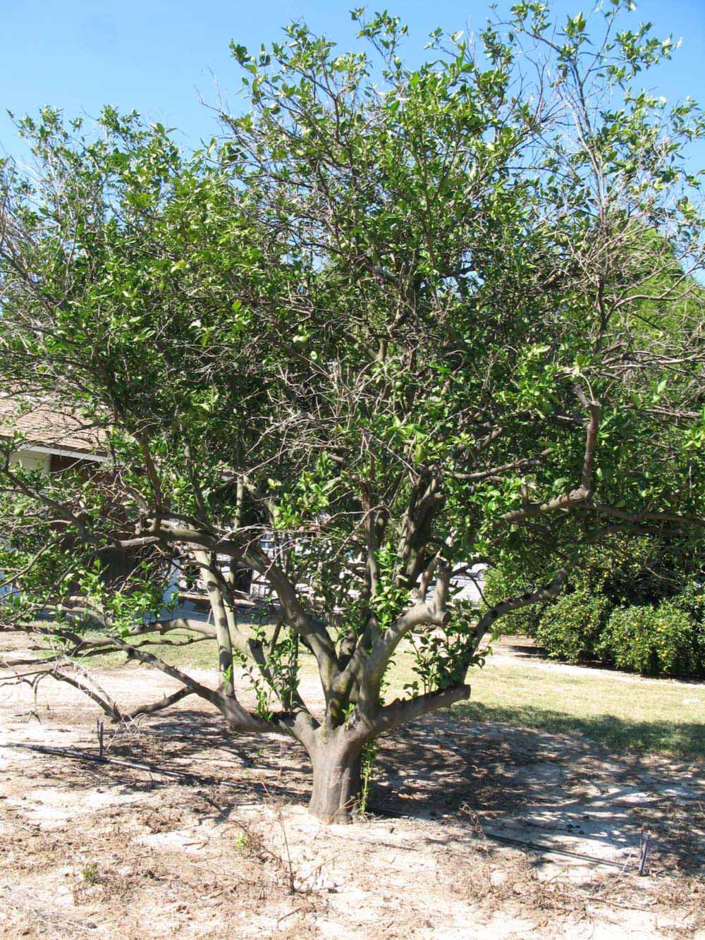            Habit (Winter Haven, FL)   